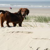 Duinenhond