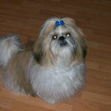 Shailo met blauwe strik