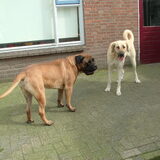 mijn honden