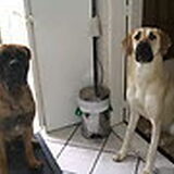 Foto van mijn bull en kangal