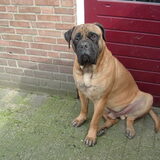 mijn bullmastiff paco