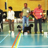8e plaats puppyshow Waalwijk (totaal 150 honden)