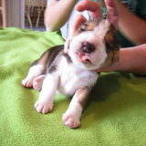 Bailey 2 weken oud!