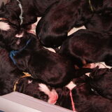 bakje vol puppies
