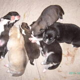 rescue puppies !!!