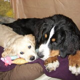Foto van Lisa & doggs