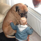 Foto van mijn bull en kangal