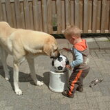 Foto van mijn bull en kangal