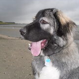 Lurch aan de Westerschelde