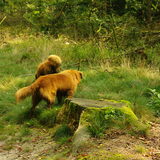 lekker wandelen in het bos