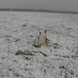 een paar poten in de sneeuw ,
