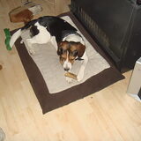 Foto van chantal Skye en Floki *Bailey *Devil en *Gizmo