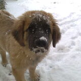 ...Kaya de sneeuwschuiver....