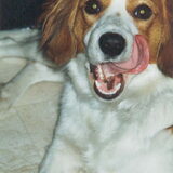 Ons eerste hondje Jilly, januari 1993 - juli 2006