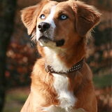 mijn lieve mooie hond