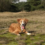 lekker gerend over de heide