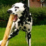 gek doen