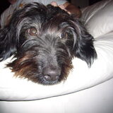 Bailey