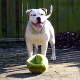 Dit was Diesel, We missen hem nog steeds!