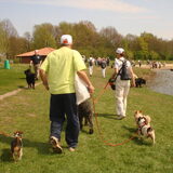 Hondenwandeling in Bussloo