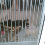 Nog als kleine puppy's..hier helemaal uitgeteld....lekker "luieren" in…