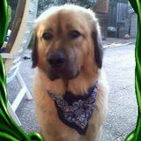 Losar onze big-blond-animal!