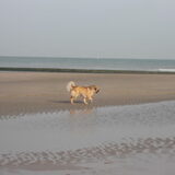 Strandwandeling....