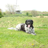 Mijn hond Spike Friese Stabij van 4 en half jaar oud echt een schat van…