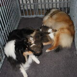 Samen in de Puppyren