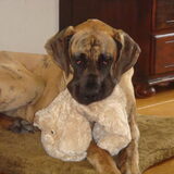 Olly onze 2de dog