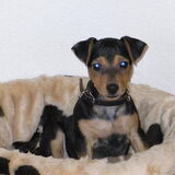 Hier was ze nog een puppy!!