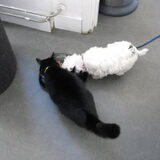 eten met de kat