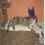 onze eerste hond Duitse Dog Axel Superhond was hij,bedankt voor die…