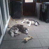 wodan en max