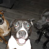 oppas hond betty