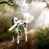 Bewerkt, roos in t bos x)