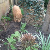 mooi he die stompe boom