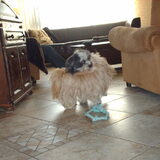 Foto van liesbeth,Turbo,Luna, Levi en Faith