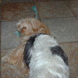 Foto van liesbeth,Turbo,Luna, Levi en Faith