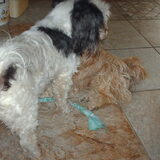 Foto van liesbeth,Turbo,Luna, Levi en Faith