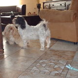 Foto van liesbeth,Turbo,Luna, Levi en Faith