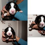 andere 3 boys