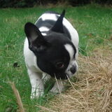 acha in de tuin