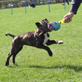 Foto van Suus, Chaos en Senna