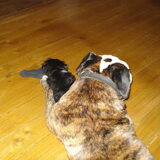 kleine en grote Tommie