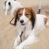In 2008 op het strand in Frankrijk. Boris genoot ervan!!