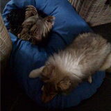 7 mei 2010. De eerste keer dat Bo & Cooper samen op een kussen liggen!
