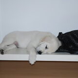 Foto van Clooney