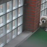 Foto van Clooney