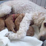 purdy met haar schatige pups geboren 05-05-10